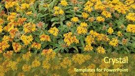  Presentation with star - Cool new slides with orange bud and creamy margin backdrop and a  colored foreground