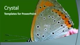  Presentation with orange butterfly - Presentation theme enhanced with orange butterfly macro background and a forest green colored foreground