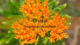  Presentation with orange butterfly - Presentation consisting of orange butterfly weed a milkweed background and a gold colored foreground