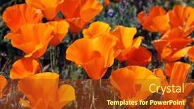  Presentation with california - Amazing presentation theme having orange california poppies in the mid day sun backdrop and a tawny brown colored foreground