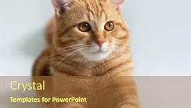  Presentation with domestic animal - Presentation theme with orange-cat-portrait-of-tabby background and a tawny brown colored foreground