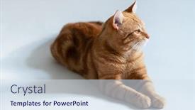  Presentation with domestic animal - PPT layouts with orange-cat-portrait-of-tabby background and a sky blue colored foreground