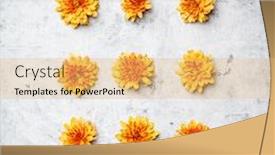  Presentation with chrysanthemum - Presentation theme enhanced with orange-chrysanthemum-on-grey-stone background and a yellow colored foreground