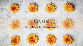  Presentation with chrysanthemum - Slides consisting of orange-chrysanthemum-on-grey-stone background and a lemonade colored foreground