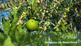  Presentation with olive orchard - PPT layouts featuring orange-citrus-with-a-fly background and a tawny brown colored foreground