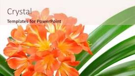  Presentation with orange - Amazing PPT theme having orange-clivia-miniata-isolated backdrop and a lemonade colored foreground