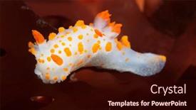  Presentation with algae - Amazing presentation theme having orange-clown-nudibranch-crawls-over backdrop and a wine colored foreground