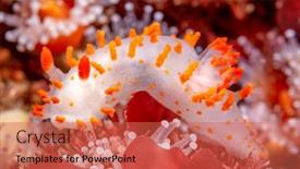  Presentation with cold water - Slide deck enhanced with orange-clown-nudibranch-crawls-over background and a red colored foreground