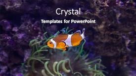  Presentation with coral - PPT theme having orange-clownfish-in-the-natural background and a wine colored foreground