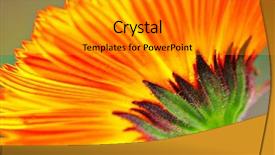  Presentation with color orange - Theme consisting of orange color flower in close background and a gray colored foreground