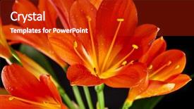  Presentation with color orange - Slides having catchy - orange color flowers of lily background and a crimson colored foreground