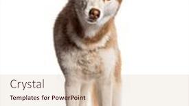  Presentation with copper - Presentation consisting of orange-copper-siberian-husky-standing and a lemonade colored foreground