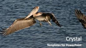  Presentation with california - Amazing slide deck having orange county - california brown pelican flys backdrop and a ocean colored foreground
