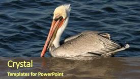  Presentation with blue eyes technology - PPT layouts enhanced with orange county - california brown pelican with blue background and a tawny brown colored foreground