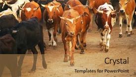  Presentation with baby fair - Audience pleasing presentation theme consisting of orange county fair corriente steer backdrop and a coral colored foreground