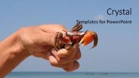  Presentation with crab - Audience pleasing slides consisting of crustacea - orange crab on ngwe saung backdrop and a light blue colored foreground