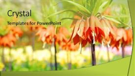  Presentation with crown - Presentation with orange crown imperial or kaiser's crown fritillaria imperialis in spring garden 'keukenhof' holland background and a yellow colored foreground