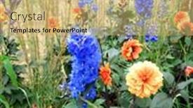  Presentation with dahlia - 