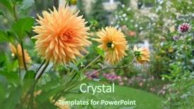  Presentation with dahlia - Beautiful slide set featuring orange dahlia in the garden backdrop and a tawny brown colored foreground