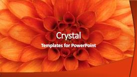  Presentation with floral abstract - Audience pleasing presentation consisting of orange dahlia petals macro floral abstract background backdrop and a crimson colored foreground