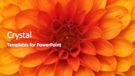 Presentation with dahlia - Cool new PPT theme with orange dahlia petals macro floral backdrop and a crimson colored foreground