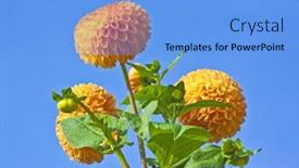  Presentation with dahlia - Amazing PPT layouts having orange dahlia backdrop and a light blue colored foreground
