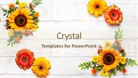  Presentation with daisy - Cool new presentation theme with orange daisy - beautiful autumn flowers and berries backdrop and a cream colored foreground