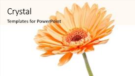  Presentation with daisy - PPT theme enhanced with orange daisy - beautiful gerber background and a blonde colored foreground