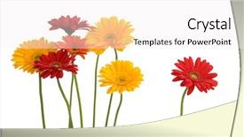  Presentation with life insurance concept white - Amazing presentation design having orange daisy - daisies - concept together alone backdrop and a white colored foreground