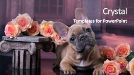  Presentation with culture french russia kids - PPT theme having orange daisy - french bulldog puppy and flowers background and a violet colored foreground