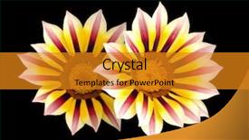  Presentation with sports table tennis two ping - PPT theme featuring orange daisy - two gazania isolated with clipping background and a  colored foreground