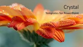  Presentation with gerbera daisy - Slide deck enhanced with orange daisy gerbera flower background and a coral colored foreground