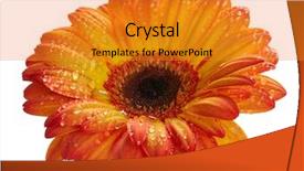  Presentation with gerbera daisy - Presentation theme consisting of orange daisy gerbera flower background and a gold colored foreground