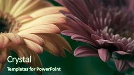  Presentation with gerbera daisy - Colorful PPT layouts enhanced with orange daisy gerbera flowers backdrop and a forest green colored foreground