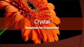  Presentation with gerbera daisy - Amazing slide deck having orange daisy-gerbera on black background backdrop and a crimson colored foreground
