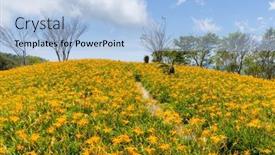  Presentation with lily flower - Slide deck with orange-day-lily-flower-field background and a light blue colored foreground