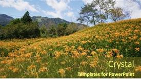  Presentation with lily flower - Presentation with orange-day-lily-flower-field background and a tawny brown colored foreground