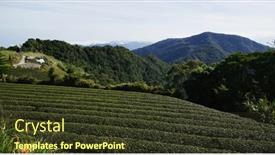  Presentation with lily flower - PPT theme consisting of orange-day-lily-flower-field background and a tawny brown colored foreground