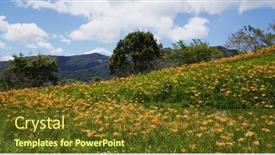  Presentation with lily flower - Presentation design consisting of orange-day-lily-flower-field background and a tawny brown colored foreground