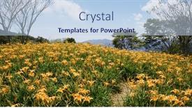  Presentation with lily flower - Presentation theme with orange-day-lily-flower-field background and a sky blue colored foreground