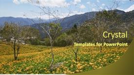  Presentation with lily flower - Presentation design enhanced with orange-day-lily-flower-field background and a tawny brown colored foreground