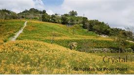  Presentation with lily flower - Slide set having orange-day-lily-flower-field background and a gold colored foreground