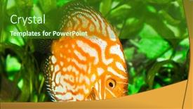  Presentation with discus fish - Slide set with orange discus fish in aquarium with green plants background and a forest green colored foreground