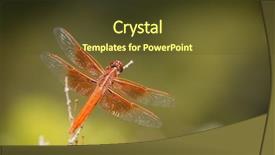  Presentation with dragonfly orange - Colorful presentation theme enhanced with orange dragonfly resting on small backdrop and a tawny brown colored foreground