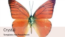  Presentation with orange butterfly - Theme with orange exotic butterfly isolated on a white background background and a coral colored foreground