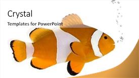  Presentation with amphiprion ocellaris clownfish in marine - Cool new presentation design with orange fish - clownfish in front backdrop and a white colored foreground