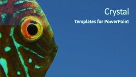  Presentation with blue orange - PPT layouts consisting of orange fish on the blue background and a ocean colored foreground