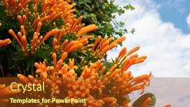  Presentation with vine - Colorful theme enhanced with orange-flaming-trumpet-vine-flowers backdrop and a tawny brown colored foreground