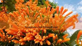  Presentation with trumpet - PPT theme having orange-flaming-trumpet-vine-flowers background and a gold colored foreground