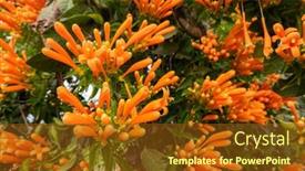  Presentation with vine - Audience pleasing slides consisting of orange-flaming-trumpet-vine-flowers backdrop and a tawny brown colored foreground
